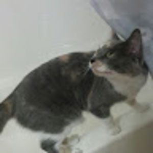 Meet your Posher, Sweet e